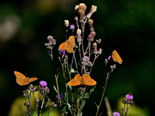 Fjärilar. Foto: Jens Gustafsson.