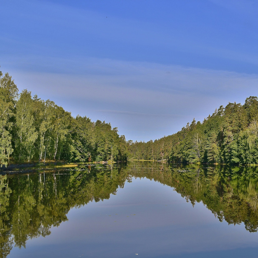 Vatten och skog