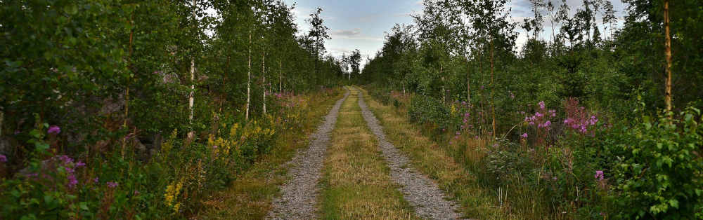 Grusväg i skog